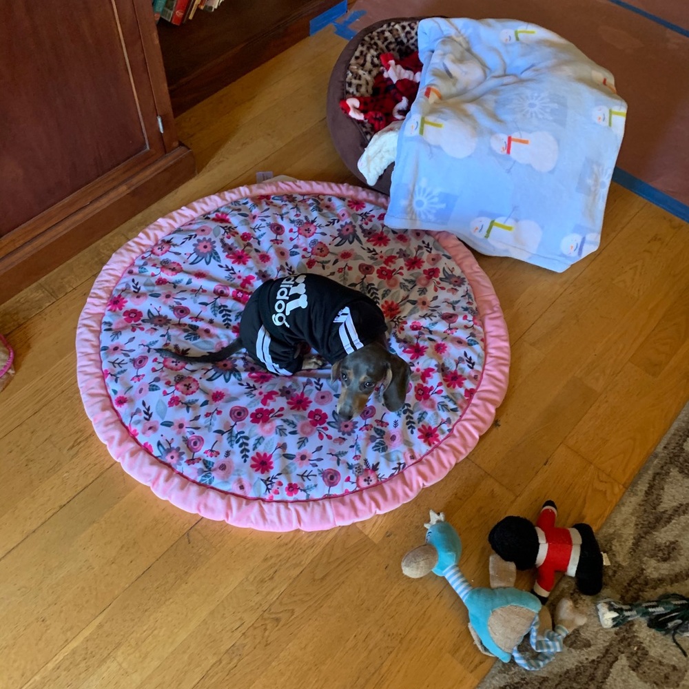 2 Adidas doggy outfits - Picture 4 of 5